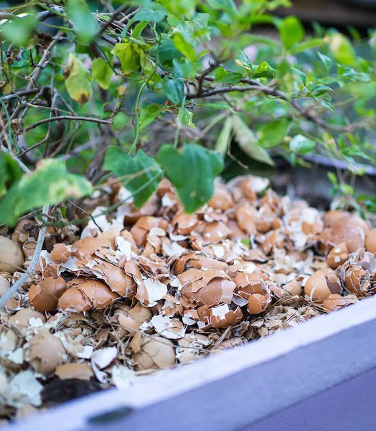 How to Use Eggshells for Plants + Garden